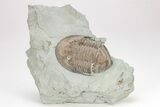 Isotelus Trilobite - Mt Orab, Ohio #208411-1